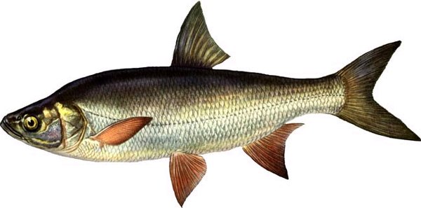 Рыба красноярского края названия и фото