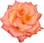 розовые (149) (143x140, 40Kb)